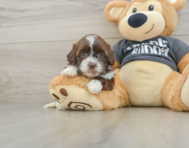 8 week old Shih Poo Puppy For Sale - Puppy Love PR