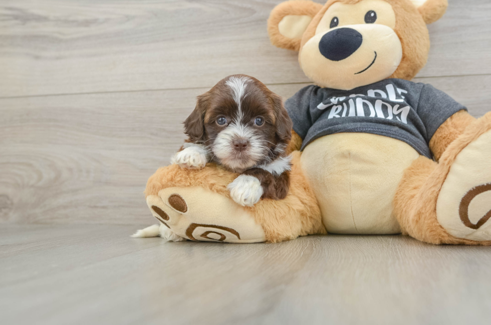 5 week old Shih Poo Puppy For Sale - Puppy Love PR