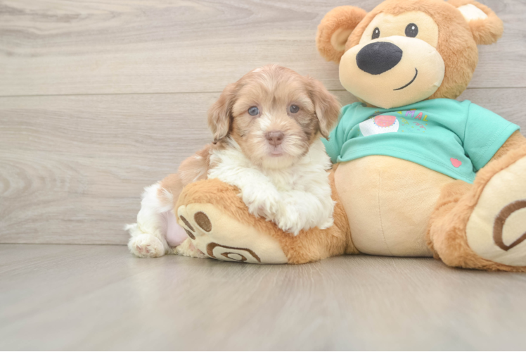 Best Shih Poo Baby