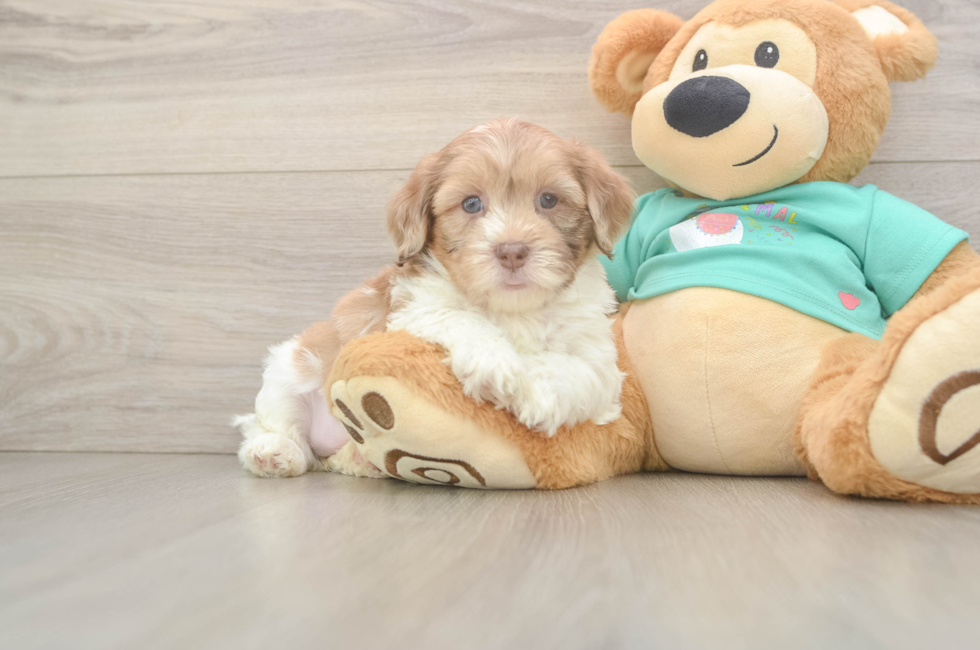 5 week old Shih Poo Puppy For Sale - Puppy Love PR
