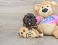 8 week old Shih Poo Puppy For Sale - Puppy Love PR