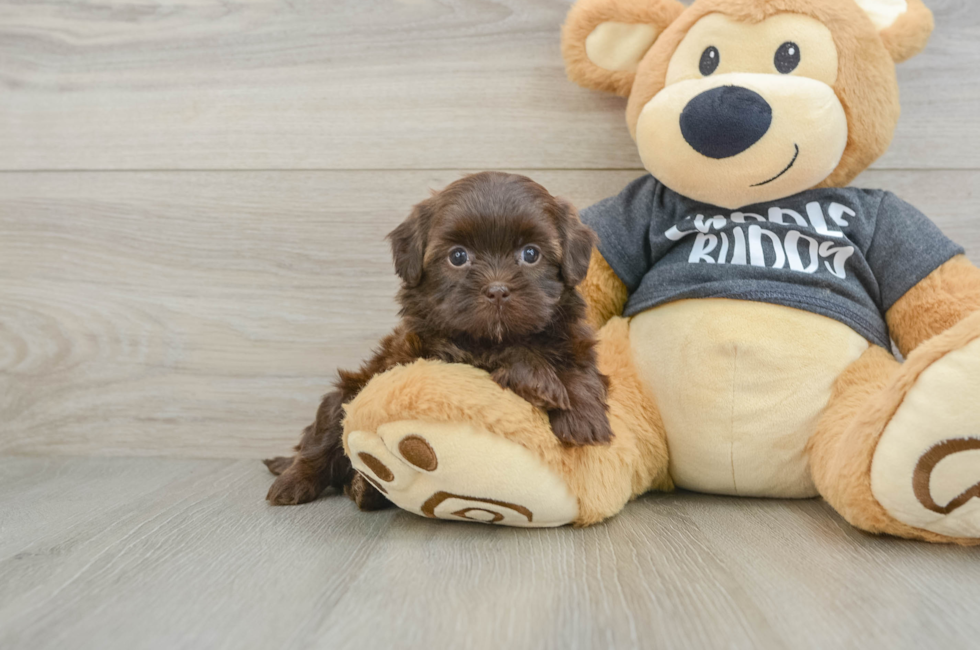5 week old Shih Poo Puppy For Sale - Puppy Love PR