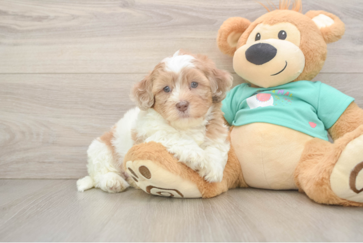 Playful Shihpoo Poodle Mix Puppy