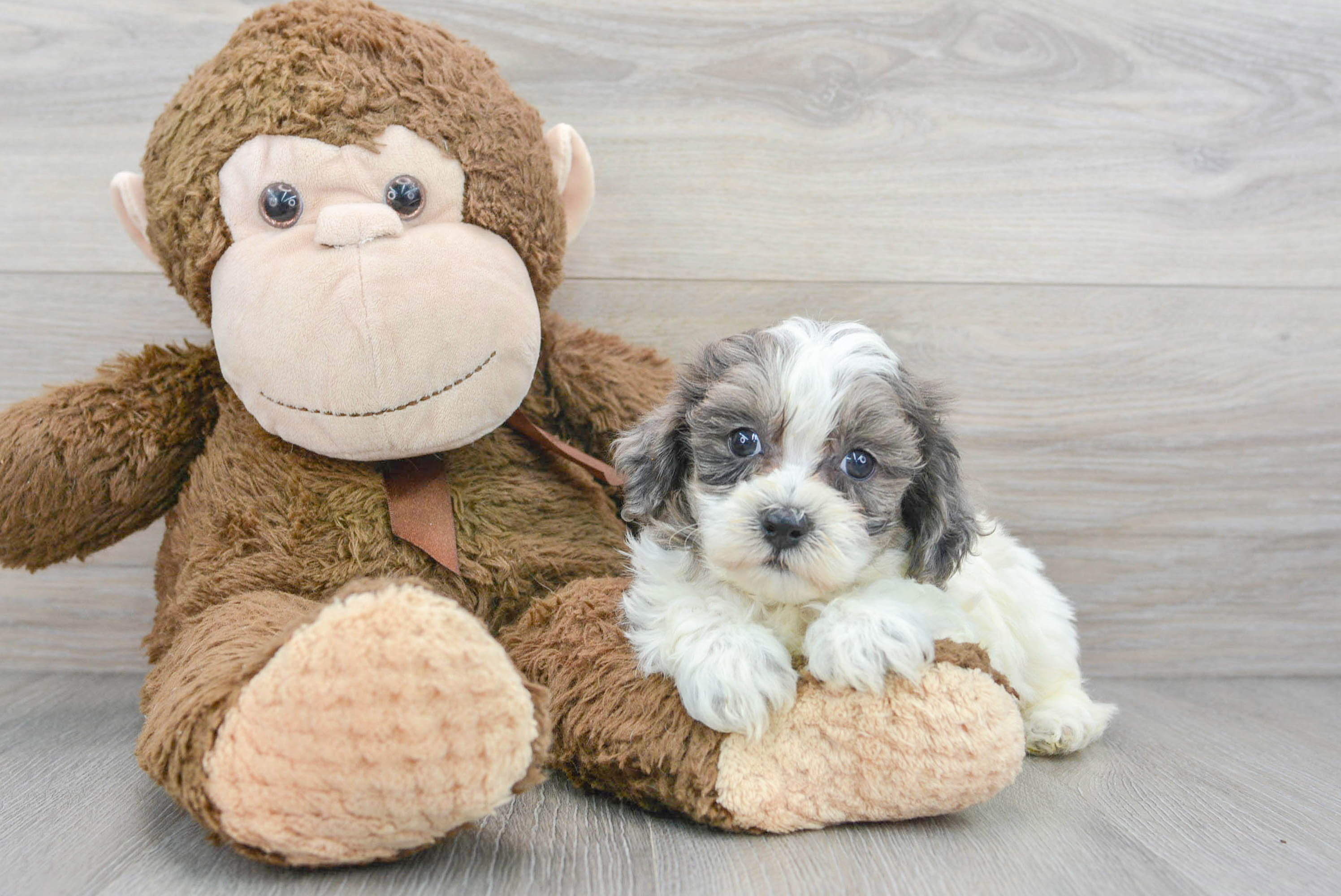 Shih Poo Pup Being Cute