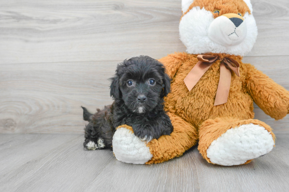 6 week old Shih Poo Puppy For Sale - Puppy Love PR