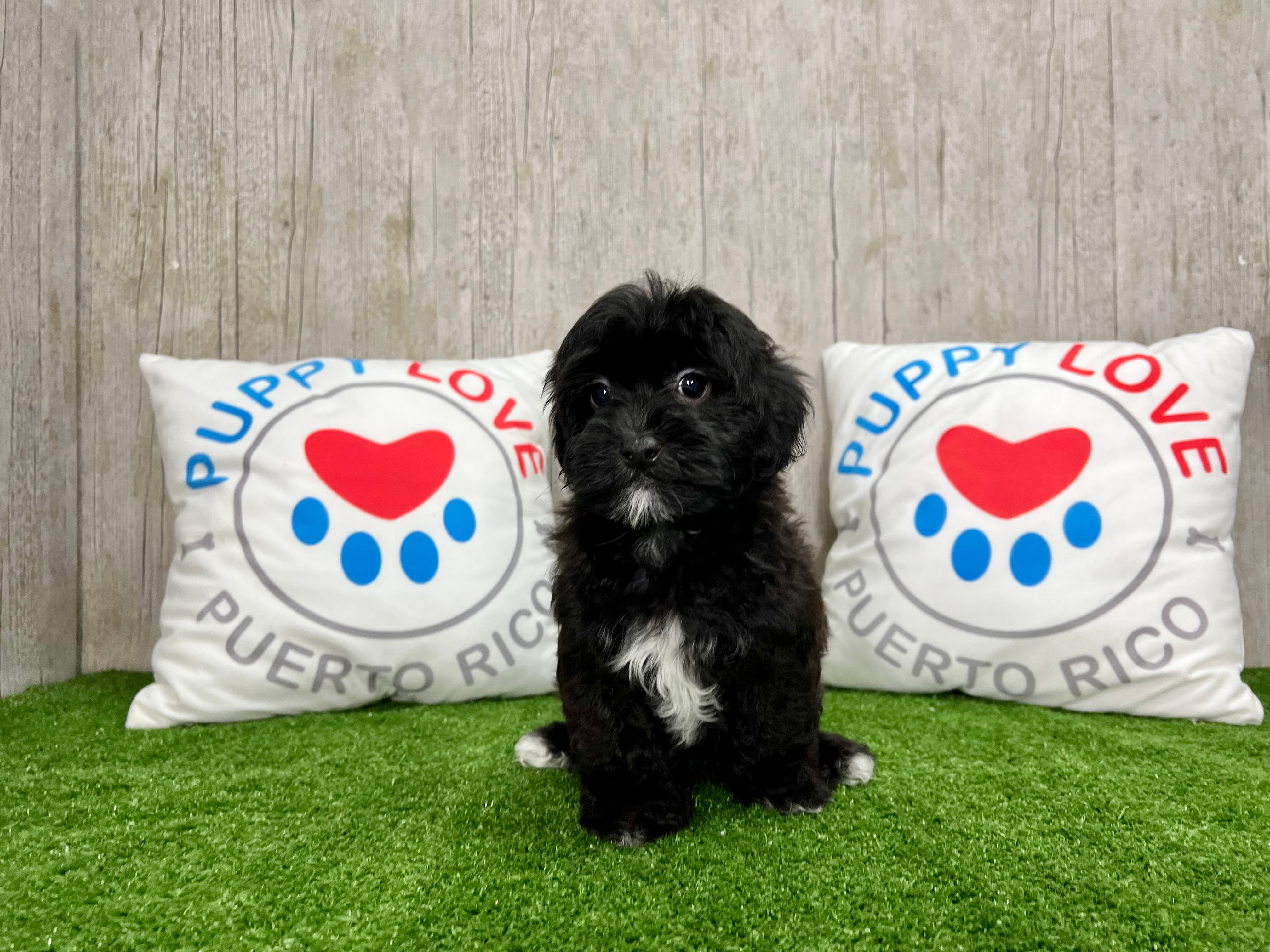 Cute Shih Poo Poodle Mix Pup
