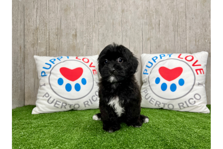 Cute Shih Poo Poodle Mix Pup