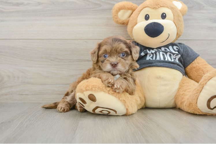 Best Shih Poo Baby