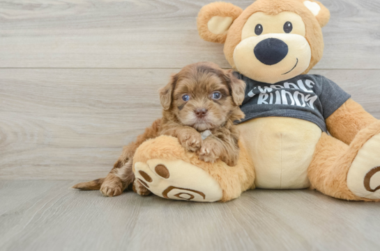 Best Shih Poo Baby