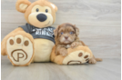 Best Shih Poo Baby