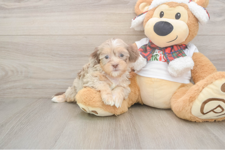 Cute Shih Poo Baby