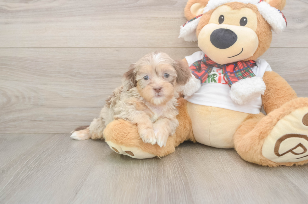 5 week old Shih Poo Puppy For Sale - Puppy Love PR