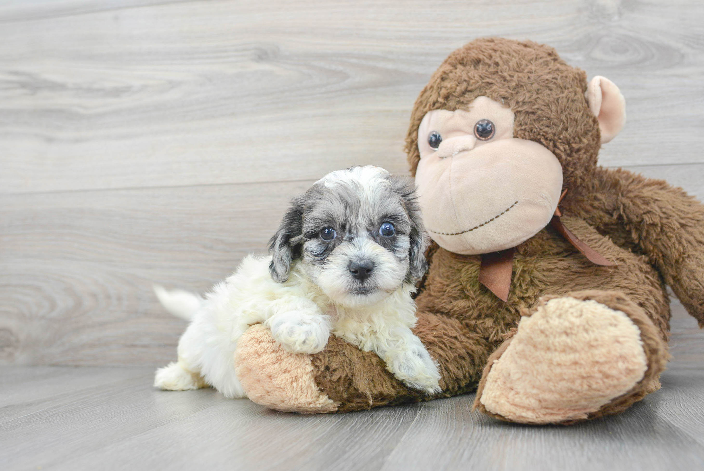 Best Shih Poo Baby