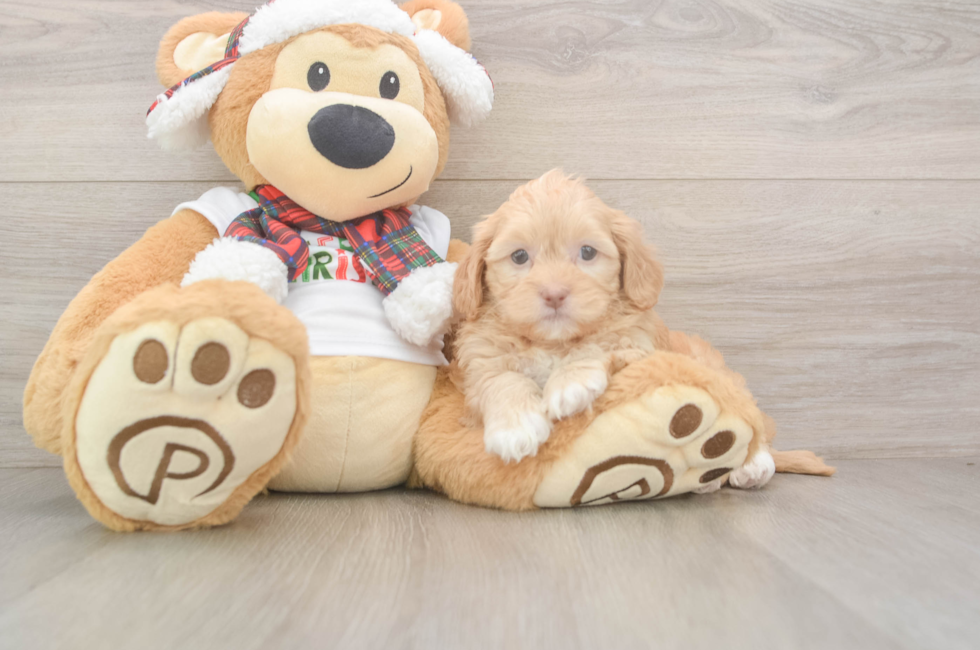 5 week old Shih Poo Puppy For Sale - Puppy Love PR