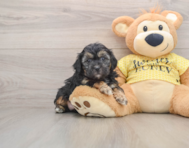 7 week old Shih Poo Puppy For Sale - Puppy Love PR