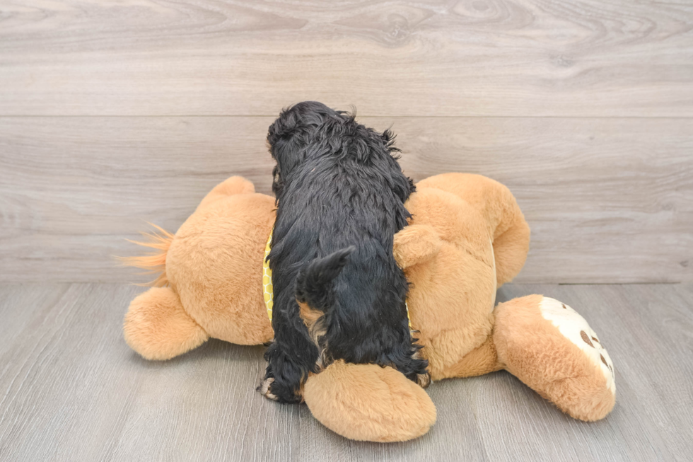 Little Shihpoo Poodle Mix Puppy