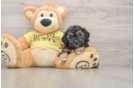 Smart Shih Poo Poodle Mix Pup