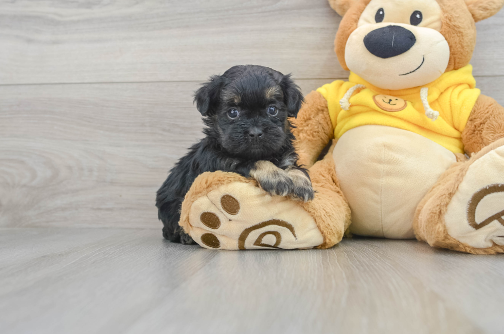 5 week old Shih Poo Puppy For Sale - Puppy Love PR