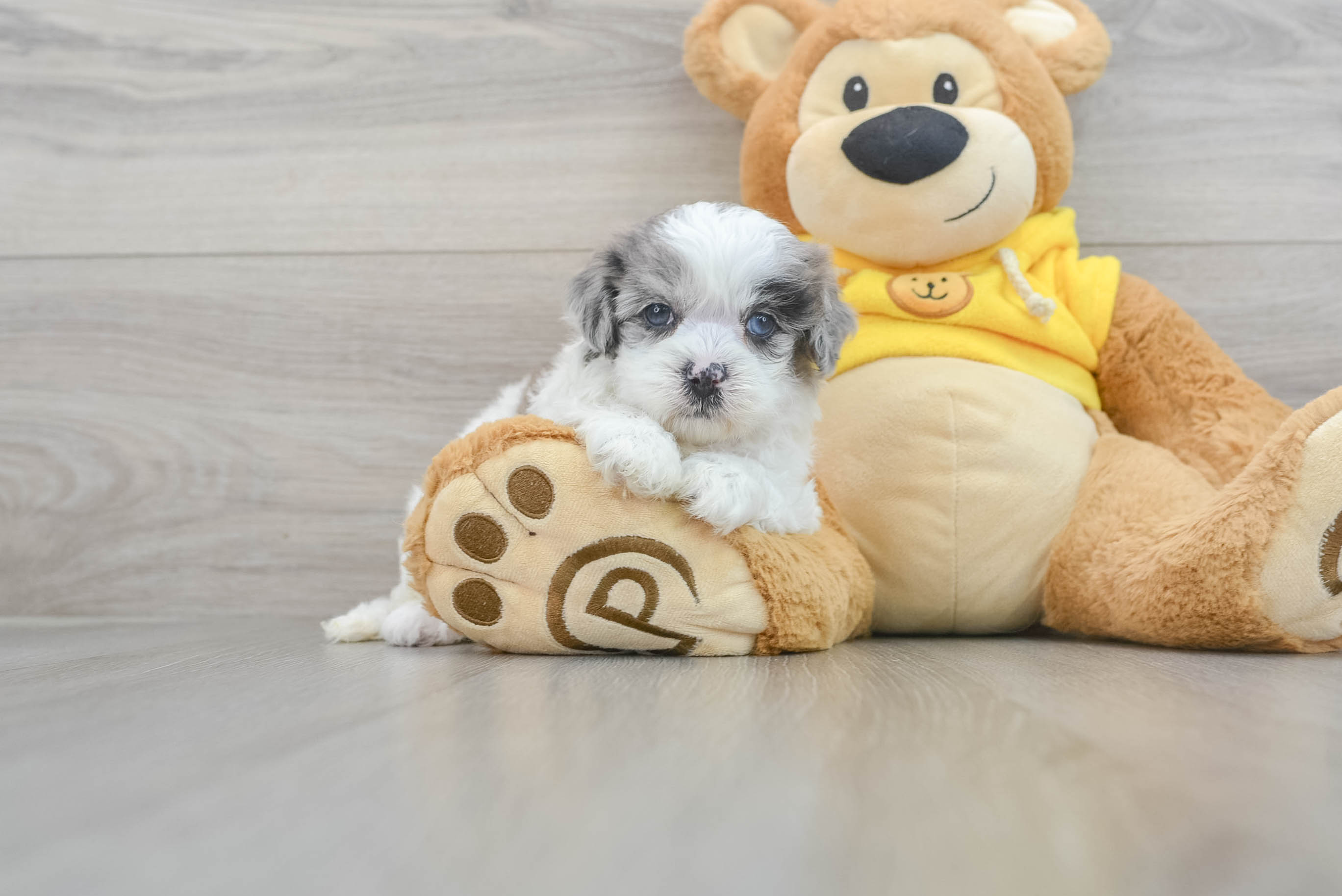 Funny Shih Poo Poodle Mix Pup