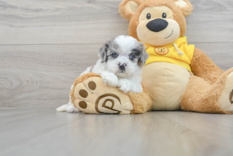 Funny Shih Poo Poodle Mix Pup