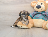 8 week old Shih Poo Puppy For Sale - Puppy Love PR