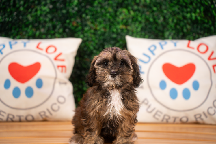 Shih Poo Puppy for Adoption
