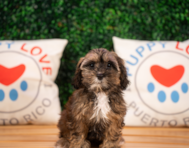 11 week old Shih Poo Puppy For Sale - Puppy Love PR