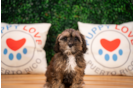 Shih Poo Puppy for Adoption