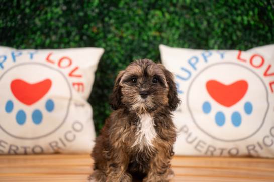 Shih Poo Puppy for Adoption