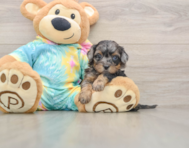 6 week old Shih Poo Puppy For Sale - Puppy Love PR