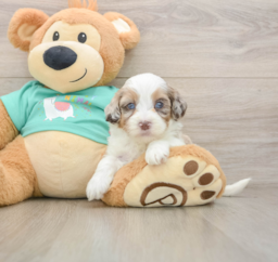 8 week old Shih Poo Puppy For Sale - Puppy Love PR