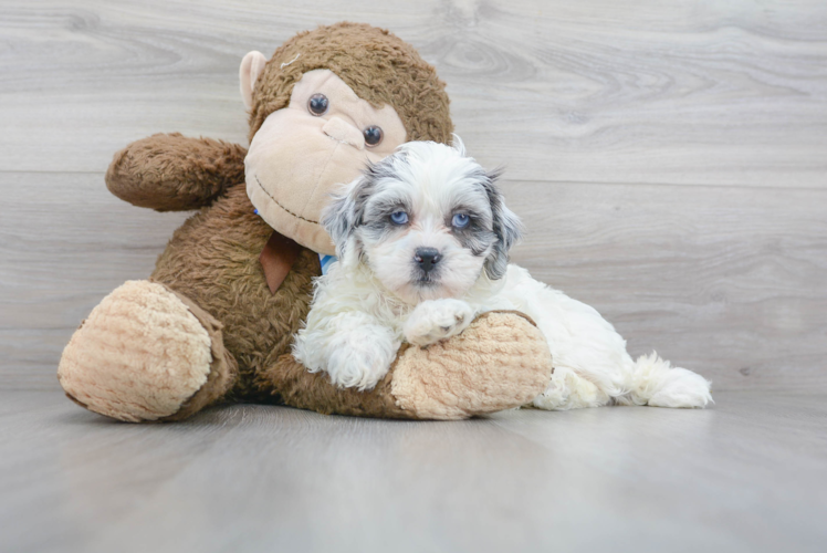 Best Shih Poo Baby