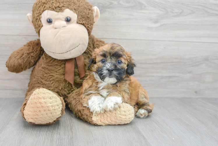 Meet Magic - our Shih Poo Puppy Photo 1/3 - Puppy Love PR Best Shih Poo Baby