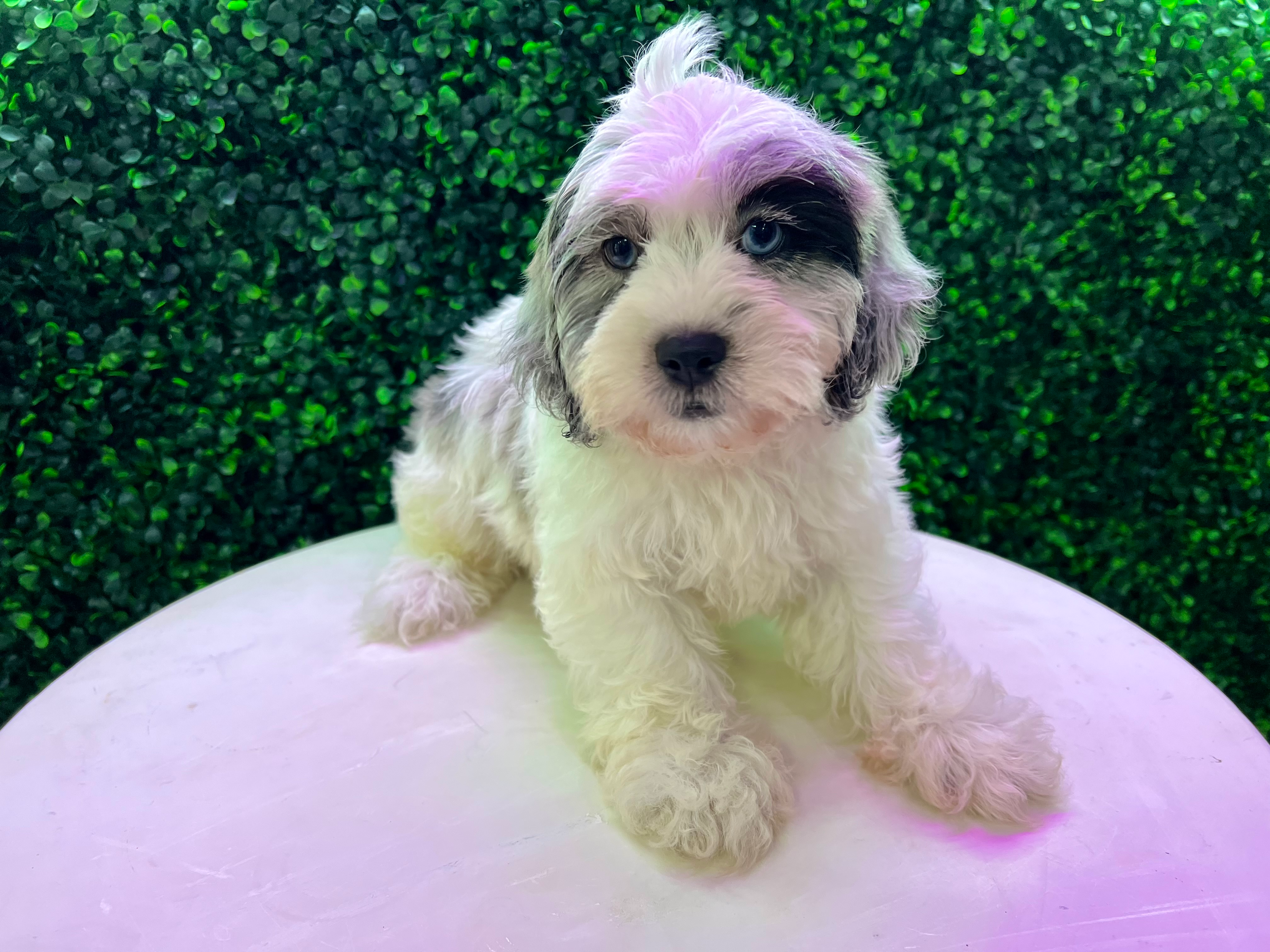 Cute Shih Poo Poodle Mix Puppy