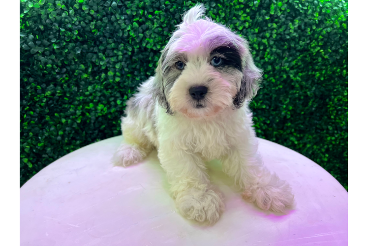 Meet Magic - our Shih Poo Puppy Photo 1/4 - Puppy Love PR Cute Shih Poo Poodle Mix Puppy