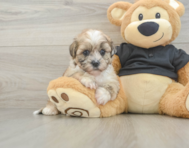 8 week old Shih Poo Puppy For Sale - Puppy Love PR