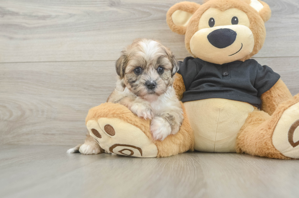 5 week old Shih Poo Puppy For Sale - Puppy Love PR