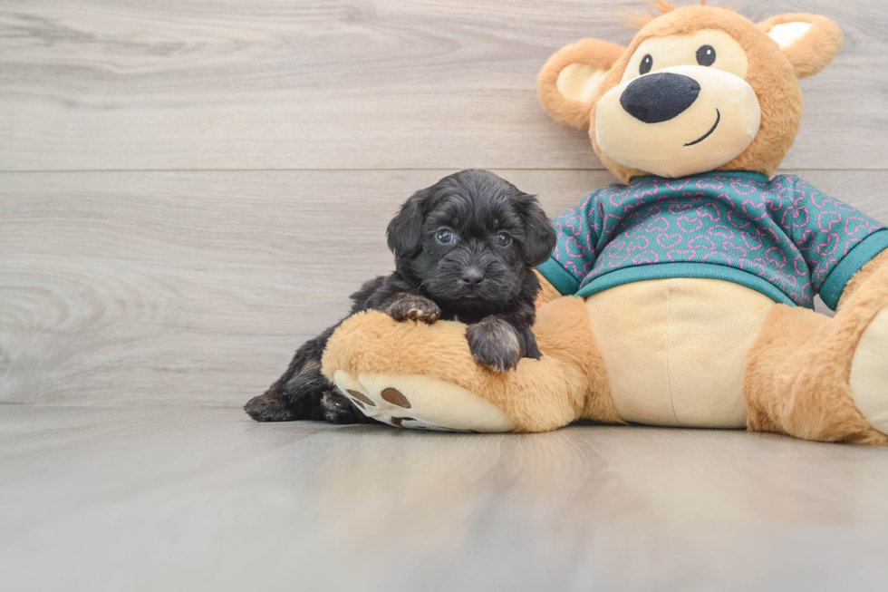 Fluffy Shih Poo Poodle Mix Pup