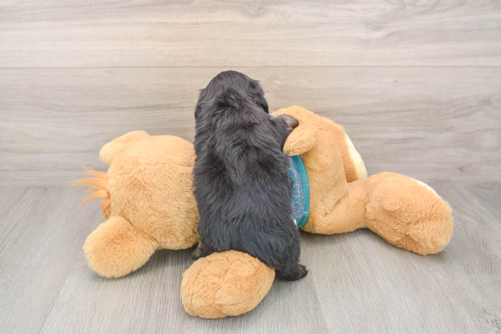 Shih Poo Pup Being Cute
