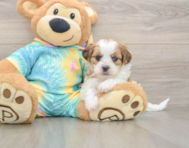 5 week old Shih Poo Puppy For Sale - Puppy Love PR