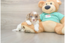 Funny Shih Poo Poodle Mix Pup