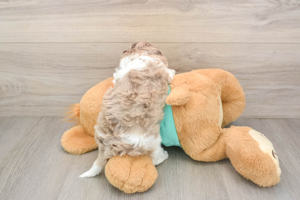 Shih Poo Puppy for Adoption