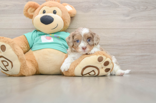 Little Shih Poo Poodle Mix Puppy