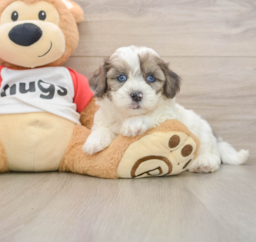 7 week old Shih Poo Puppy For Sale - Puppy Love PR
