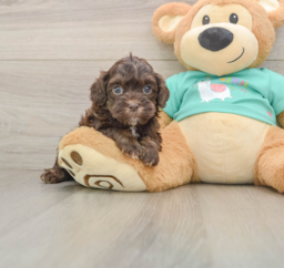 7 week old Shih Poo Puppy For Sale - Puppy Love PR