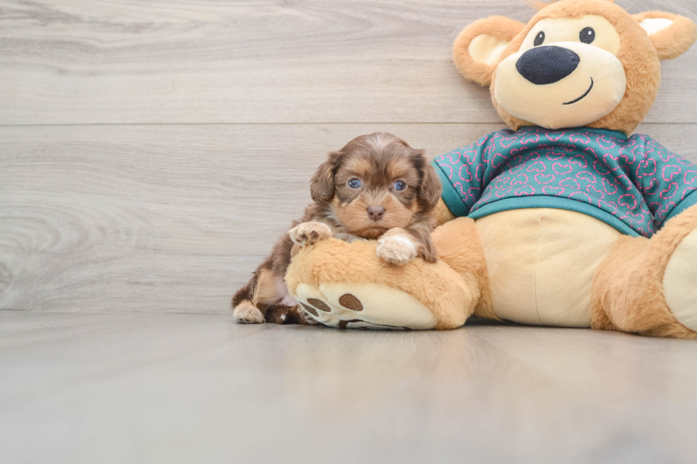 Shih Poo Pup Being Cute