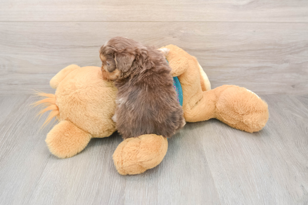 Shih Poo Puppy for Adoption