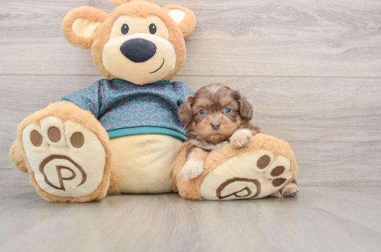 Fluffy Shih Poo Poodle Mix Pup