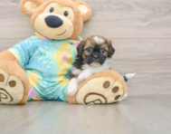 6 week old Shih Poo Puppy For Sale - Puppy Love PR