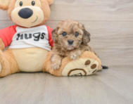 8 week old Shih Poo Puppy For Sale - Puppy Love PR